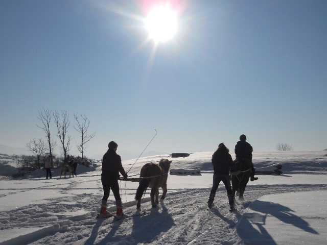  skijoring La Roche des Arnauds